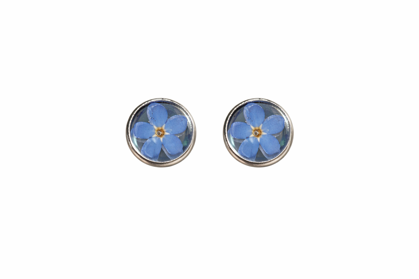 Forget Me not Bloom